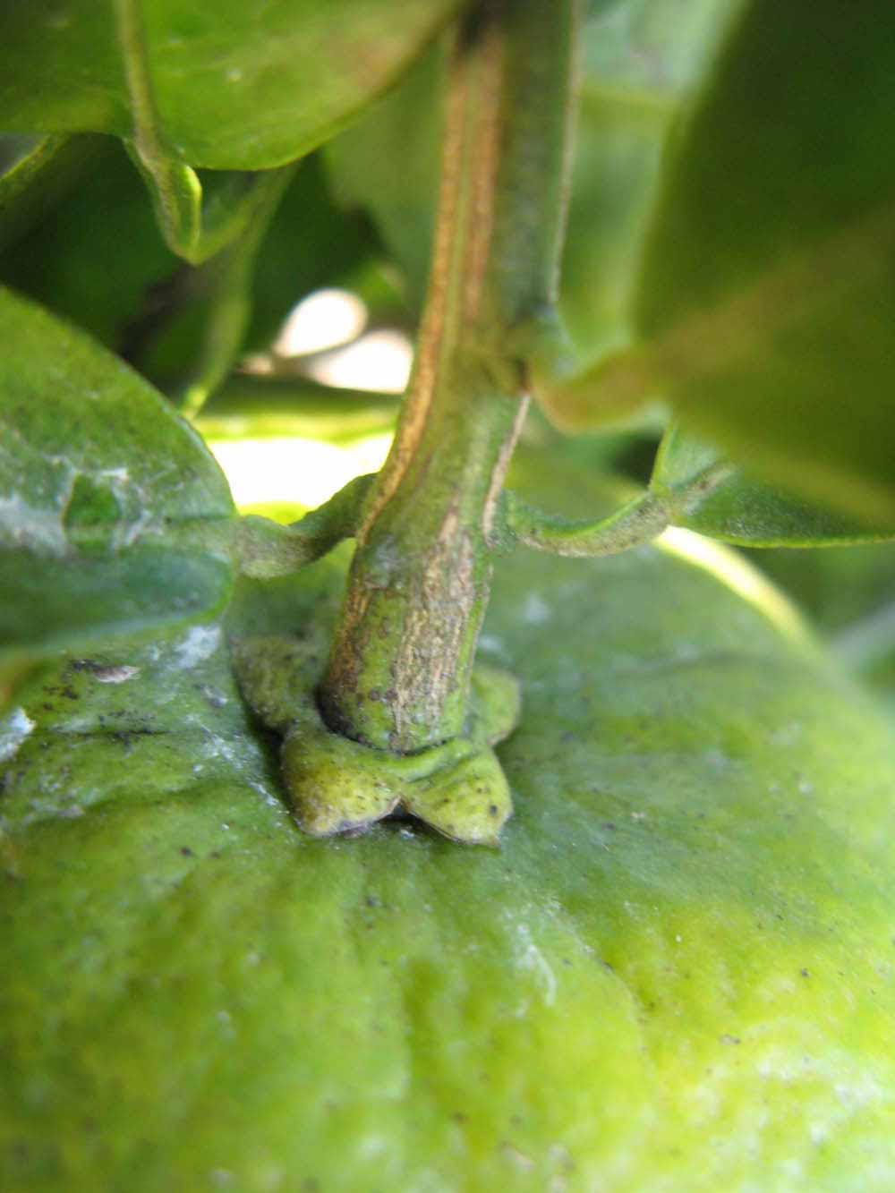              Immature fruit (Winter Haven, FL)   